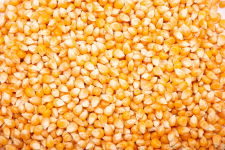Spread ed yellow corn kernels Background