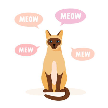Siamese cat meowing and talking. Talkative pet yelling, yowling and crying a lot. Vectorのイラスト素材
