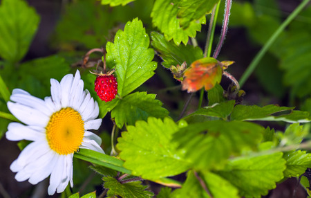 ripe berry of forest wild strawberry near a camomile flowerの写真素材