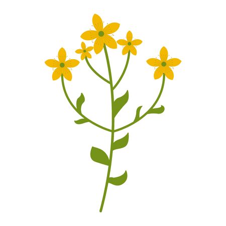Tutsan flower flat icon, wild flowers, plant vector illustration isolated on white backgroundのイラスト素材