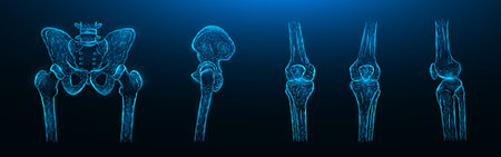 Polygonal vector illustration of the bones of the pelvis, hip joint and knee joints on a dark blue...