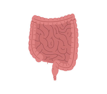Healthy human intestines, digestive organ vector illustration isolated on white background.のイラスト素材