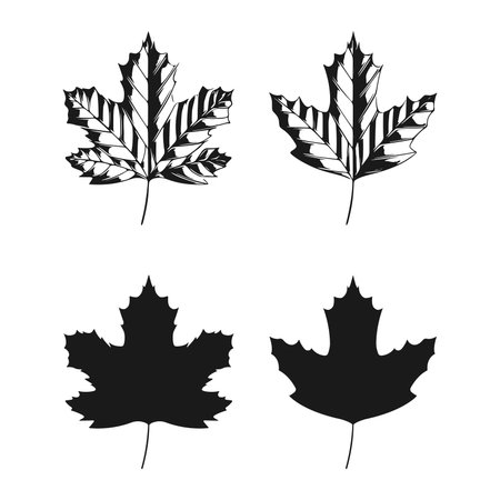 Vector illustration of sycamore leaves isolated on white background. Maple leaf clip art.のイラスト素材