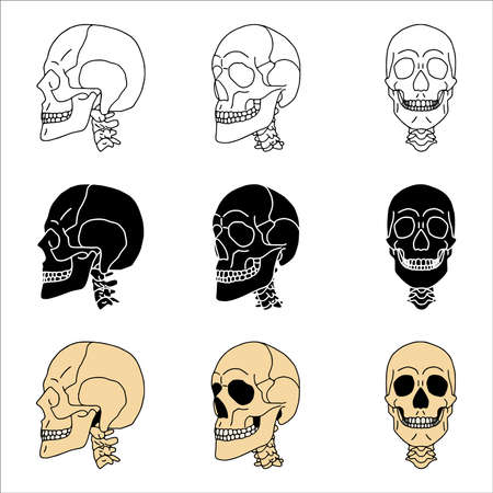 Set of skulls in different styles.のイラスト素材