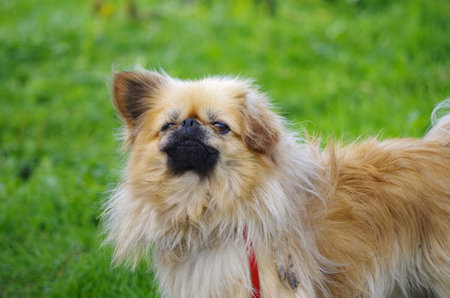 Little doggy