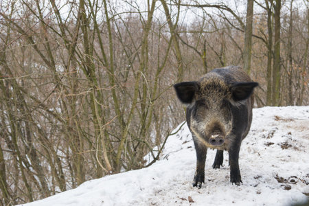 wild sowの写真素材