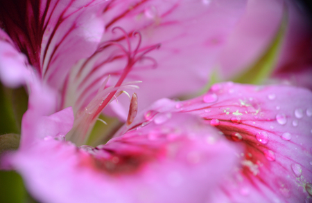 macro flower of a geraniumの写真素材