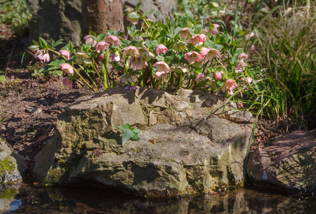 flowers and stone ashoreの写真素材
