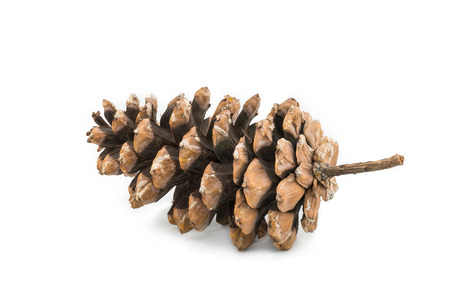 Cedar coneの写真素材