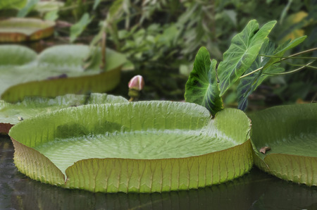 leaves of Victoria Amazonianの写真素材