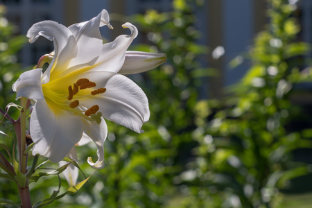 template with flowers for a greeting card, calendarの写真素材