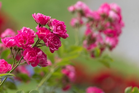 template with flowers for a greeting card, calendarの写真素材