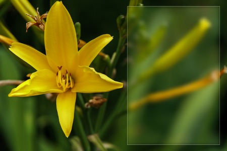 template with flowers for a greeting card, calendarの写真素材