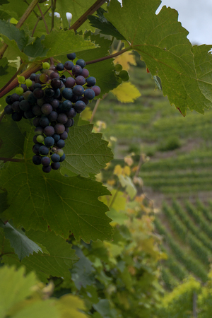 a bunch of dark grapesの写真素材