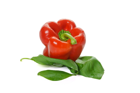 Red Paprika on Basil leavesの写真素材