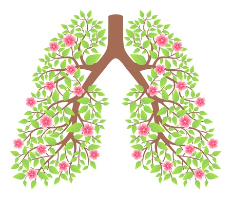 lungs healthyのイラスト素材