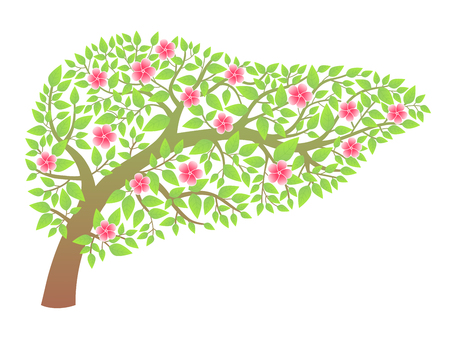 Human liver healthyのイラスト素材