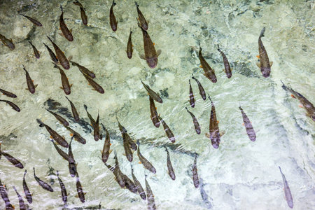 Trout fish swimming, Croatia Plitvice lake