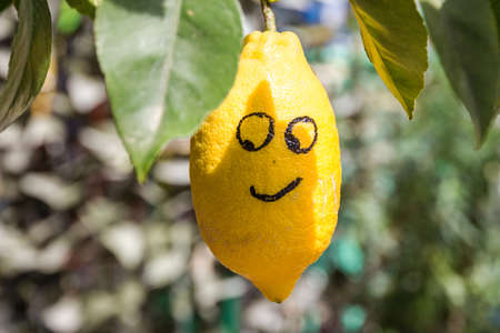 lemon smiling on the tree, Lombardy, Italyの写真素材
