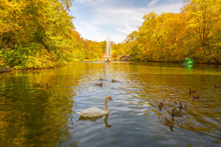 Autumn landscape view with swan and ducks on the lake, fountain and yellow trees, Sofievka park, Uman, Ukraineの写真素材