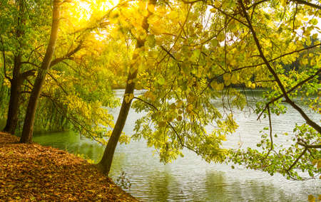 Autumn picturesque landscape with yellow leaves, lake view.の写真素材