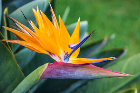 Tropical flower bird of paradise (strelitzia), Madeira island, Funchal, Portugalの写真素材
