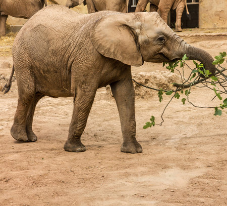African elephants feeding, Lisbon zoo