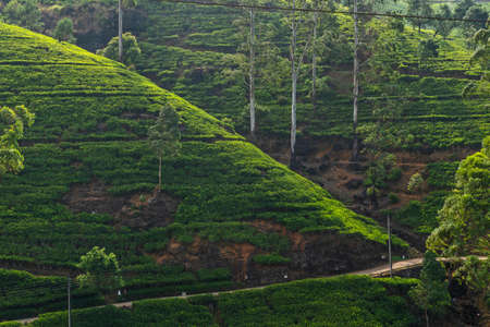 Tea green field landscape, Sri Lanka, Nuwara Eliya plantationの写真素材