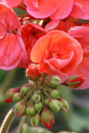 pelargonium in closeup