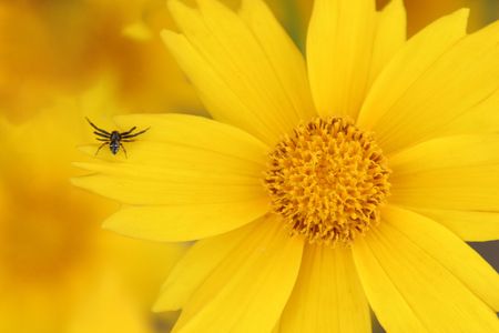spider on yellow flowerの写真素材