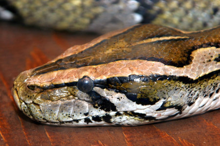 snake in closeup
