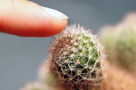 finger cactusの写真素材