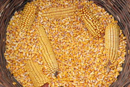 corns in frail