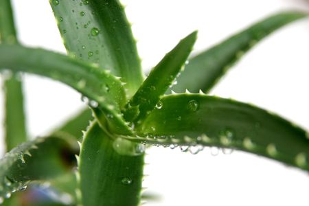 aloe vera with drops in closeupの写真素材