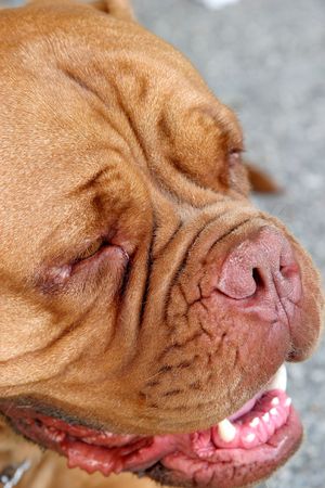 Dogue Bordeaux, Bordeaux dogの写真素材