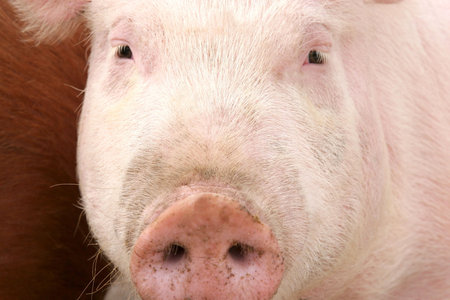 pig in closeup