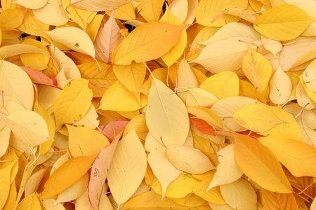 details beautiful autumn leaves over the ground