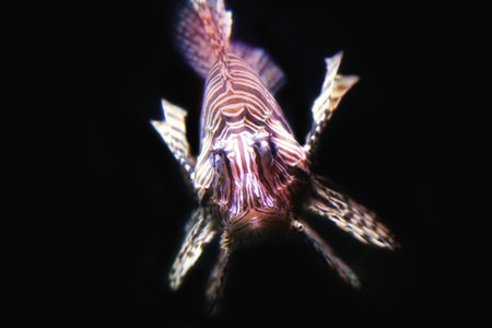 details red Lionfish (Pterois miles) in close upの写真素材