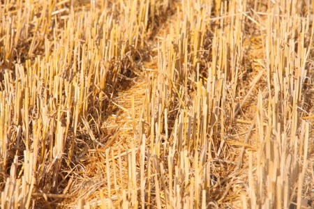 details of cutted wheat field soil plant on farmer fieldの写真素材