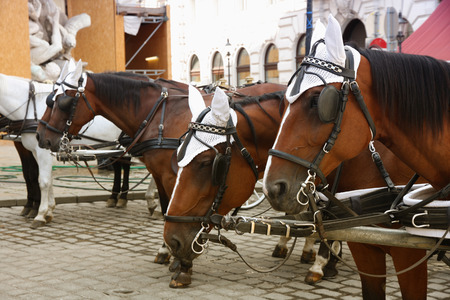 Couple Horse-drawn carts waiting for tourists at the main gate to Hofburg Palace in Vienna, Austriaの写真素材
