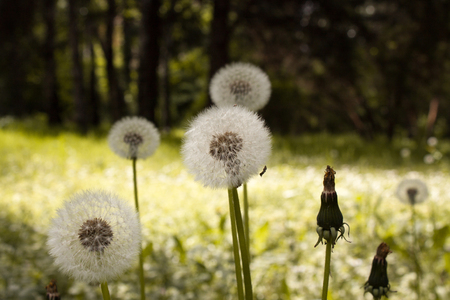 White fluffy dandelions, natural green blurred spring background, defocused image, selective focus.の写真素材