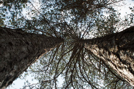 Forest, the crown of tree, trunks of trees heavenward into the sky. Look up crown trees in the forest background. Crown tree. Green crown tree. Forest crown tree. Pine tree crown. Trunk crown tree..の写真素材
