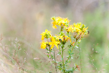 Spring background with beautiful yellow flowers.の写真素材