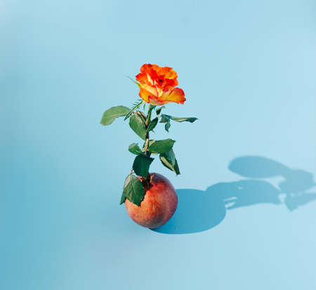 A beautiful orange and yellow rose growing from a fresh pomegranate on a pastel blue background. Minimal nature composition. Bright healthy spring concept.の写真素材