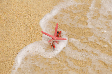 A red sea star riding a red bicycle on a sandy beach. Summer leisure creative concept. Copy spaceの写真素材