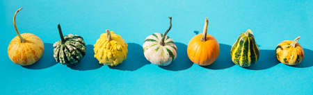 Seven different pumpkins neatlz alligned on pastel blue background. Autumn vibes creative concept. Banner or advertising for Halloween celebration.の写真素材