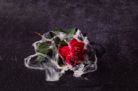 A beautiful red rose covered with spider web, lying on a dark background. Halloween spooky love...