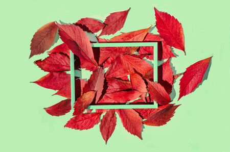 Red autumn leaves in a lime green grame, on pastel green background. Romantic fall composition. Autumn atmosphere creative design.の写真素材