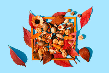 Autumn red leaves and potpourri plants in an orange wooden frame. Pastel blue background. Fall vibes romantic creative design.の写真素材
