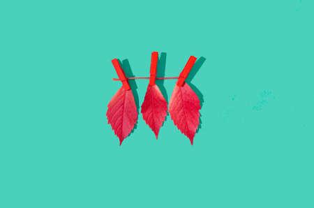 Three beautiful red autumn leaves hanging on a twig with red wooden clips. Lime green background. Minimal romantic fall creative concept.の写真素材